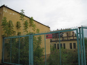 040909browarsaski