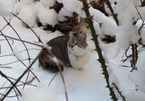 010115inka
