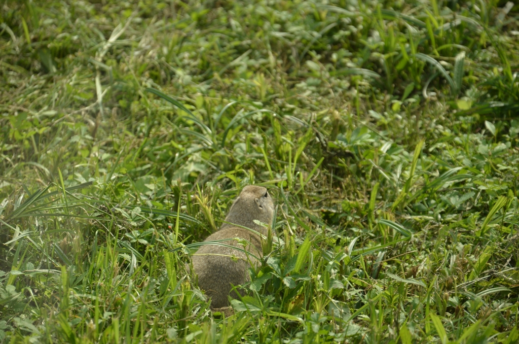 _DSC7513