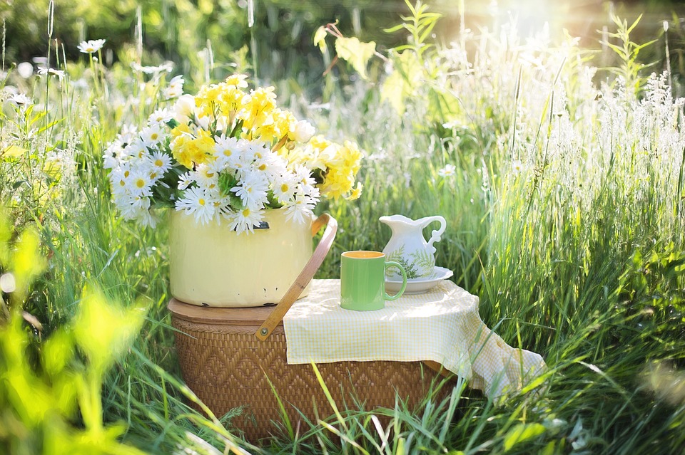 daisies-1466851_960_720