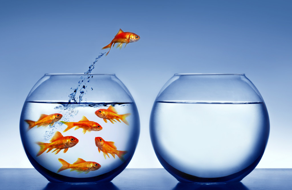 Goldfish jumping out of the water