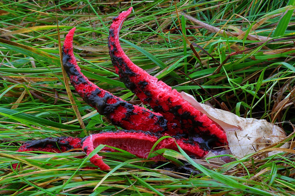 077 - Clathrus archeri (Berk.) Dring (1980) - okratek australijski - 2016.10.16 - Namestovo - Słowacja 1