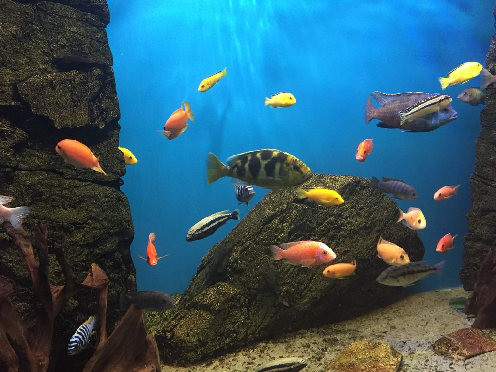 fish-1714838_1280