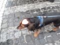 SAM_3153