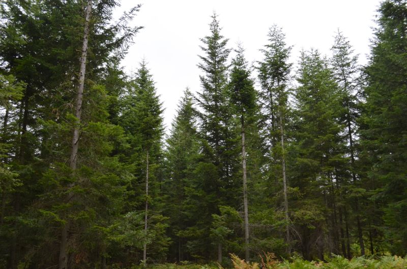 Grzybiarza denerwowały odgłosy strzelania, zdemontował więc fotopułapki. Teraz odpowie przed sądem