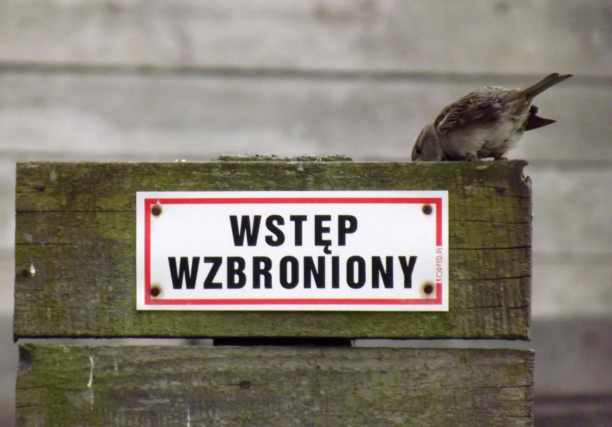 Fotografie Dooroty Wólczyńskiej-Wróbel na wystawie w bibliotece. Nieznane fakty z życia ptaków