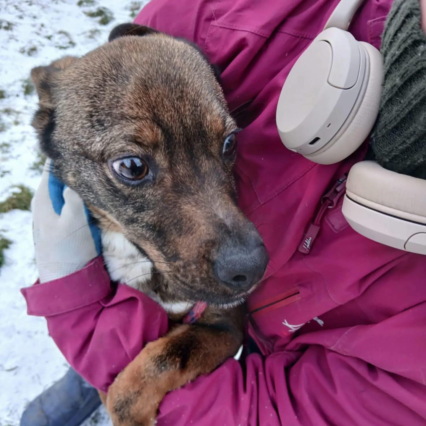 Psy w schronisku pod Radomiem zostały same na mrozie. Zaopiekujcie się nimi!