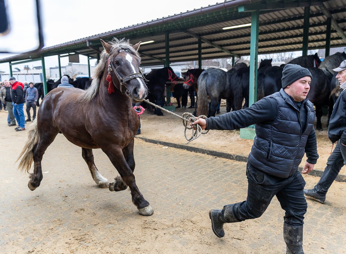 Rozpoczęły się skaryszewskie Wstępy. Od kilkuset lat to nie tylko jarmark koński