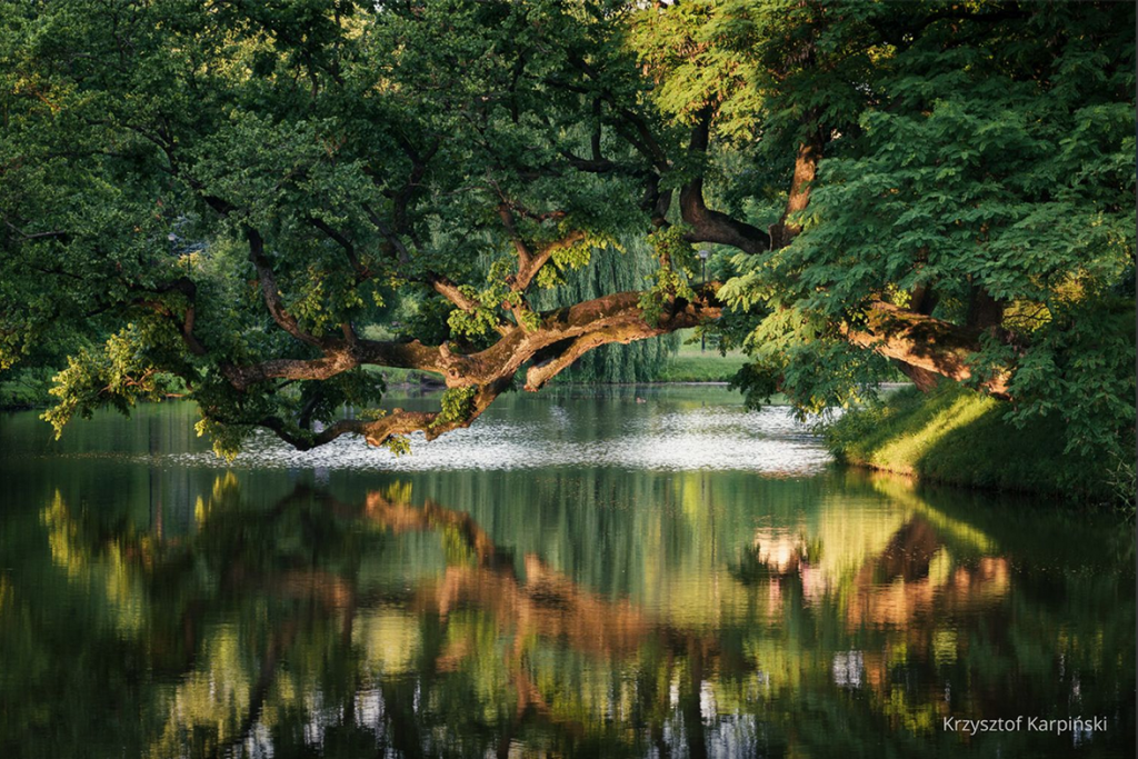 Wiąz szypułkowy z Szydłowca na podium prestiżowego konkursu przyrodniczego. Zwyciężył litewski dąb
