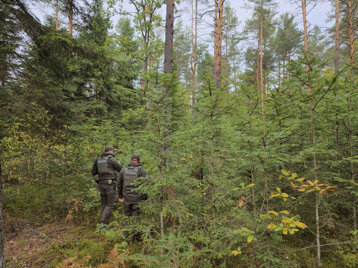„Stroisz 26” – leśnicy sprawdzają legalność pozyskiwania iglastych gałęzi na dekoracje cmentarne